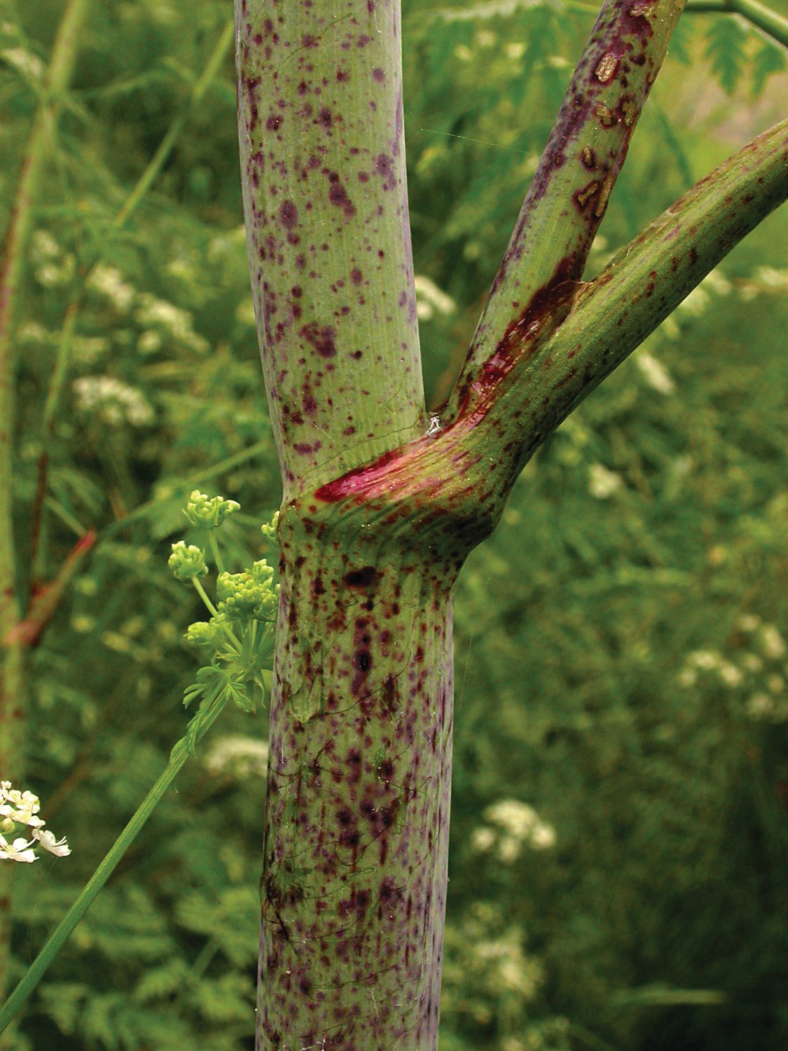 To help identify poison hemlock in home gardens, public trails, parks, or roadsides, note its smooth, hollow stem with purple blotches.